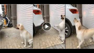 Dog Becomes A Parking Sensor As She Helps Her Owner Reverse Park The Car